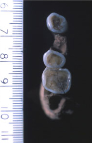 Kents Cavern Mandible